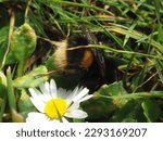 Buff-tailed bumble bee (Bombus terrestris) queen resting with head hidden under a daisy leaf
