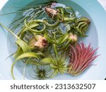 Small photo of Xerographica lower left and many other Tillandsia plants, watering by soaking or dunking in a bowl of water and allowing the trichomes and leaves to soak up water. Air Plant houseplant care.