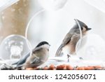 Chickadee And Tufted Titmouse ...