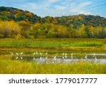 View of shallow pond with white egrets in foreground and colorful Missouri River Bluffs in background; birds reflect in shallow water; blue sky; fall in Missouri, Midwest