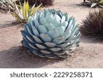 Small photo of Agave Parryi or Parry's Agave found next to the Old Mission in Santa Barbara, California, USA