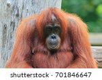 Orangutans Or Pongo Pygmaeus Is ...