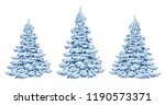 Blue Pine In Frost. Firs In The ...