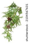 Small photo of Cedar cypress leylandii fir leaf. Design element. Also used in herbal plant medicine. Is antiseptic, anti inflammatory, antispasmodic, diuretic, insecticidal. Isolated on white background.