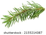Pine Branch Tree Isolated On...