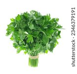 green parsley in bunche on a white background. Fresh greens. Fresh herbs, seasoning for cooking. Spicy herbs.Organic products. Isolated on white.