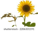 sunflower jpeg format royalty free