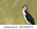 A Little Pied Cormorant resting by the water