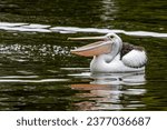 An australian pelican swimming...