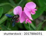 Blue carpenter bee (Xylocopa violacea) on pink flower close-up