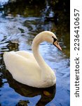 Small photo of Swan is a bird of the family Anatidae within the genus Cygnus.[3] The swans' closest relatives include the geese and ducks. Swans feed in water and on land. They are almost entirely herbivorous, altho