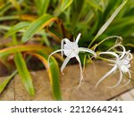 White Spider Flower Lilies With ...