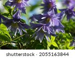 Small photo of Blue double Atragene (clematis) variety Cecile blooms in the garden. Beautiful blue summer flowers in a vertical garden gardening. Horizontal photo.