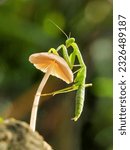 Green mantis perched on a...