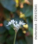 Small photo of The shape of a chive flower with a natural bokeh background. Chives, or chive onions and chive leaves, are known as leafy vegetables.