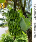 Small photo of A raw banana is still attached to the tree by a long, thin stem. The green, unblemished skin is smooth and shiny. The banana is still firm to the touch, and it has a slightly starchy taste. The