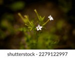 Small photo of spring starflower. I.uniflorum has flower stems 15-20cm, bearing pale silvery blue or whitish flowers in spring. Lax green leaves appear before flowers, usually in winter, but opportunistic growth