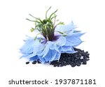 Small photo of Black cumin seeds with nigella sativa flower in closeup on white background