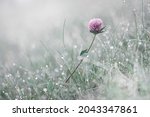 Horizontal low angle view macro dreamy photo of a single blossom lilac clover flower on a wet fresh lawn among pale green grass with morning dew droplets