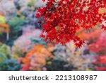 red maple leaves in the garden with copy space for text, natural colorful background for Autumn season and vibrant falling foliage concept