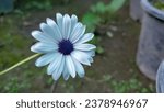 Small photo of Cape marguerite, African daisy, Van Staden's river daisy, Sundays river daisy, white daisy bush, blue-and-white daisyl bush, star of the veldt is an ornamental plant that is native to South Africa.