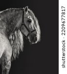 Small photo of dappled grey andalusian horse portrait on black background