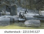 A group of penguins in the Liberec zoo