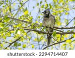 A bluejay with wet ruffled feathers perches on a tree branch surrounded by green leaves in the spring.