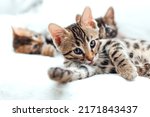 Small photo of Cute bengal one month old kitten on the white fury blanket close-up.