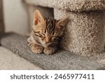 Cute bengal kitten sleeping on...