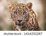 Ceylon Leopard  Panthera Pardus ...