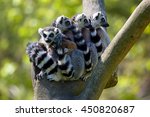 Tailed Lemur  Lemur Catta ...