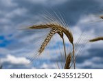 Small photo of Spikelet of triticale on the cloud sky background