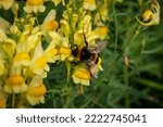 Small photo of Romage 10 2022 photo of a bumblebee feeding on a toadflax flower