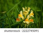 Small photo of Romage 10 2022 picture of a toadflax flower, linaria vulgaris