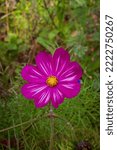 Small photo of Romage 10 2022 beautiful cosmos flower