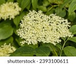 Small photo of Inflorescence of black elder with foliage partially blurred detail. Medicinal elderberry flowers on a bush. Inflorescence of small white flowers of medicinal plant of black elder.