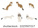 stoats,ermine and weasels cute 1 on a white background, vector illustration. Some stoats turn completely or partially white in winter.
