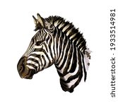 Zebra Head Portrait From A...