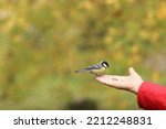 Bird Sitting On The Hand