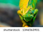 Chameleon Close Up. Multicolor...