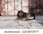 Small photo of A dog on a chain guards the territory. The dog lives in captivity, suffers from inhumane treatment of animals. Animal protection.