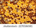 Small photo of Bee larvae in cells, population reproduction. Beautiful honeycombs with bees close-up. A swarm of bees crawls through the honeycombs, collecting honey. Beekeeping, healthy food.