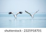 Small photo of Flying pelicans in the blue sky. Waterfowl at the nesting site. A flock of pelicans walks on a blue lake.