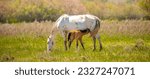 Small photo of A herd of horses graze in the meadow in summer, eat grass, walk and frolic. Pregnant horses and foals, livestock breeding concept.