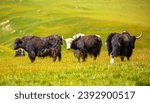 Small photo of A herd of yaks graze in the mountains. Himalayan big yak in a beautiful landscape. Hairy cow cattle wild animal in nature in Tibet. Sunny summer day in the wild. Farm animal in Nepal and Tibet.