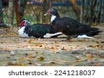 Two Domestic Muscovy Ducks One...