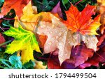 Colourful autumn leaves fallen onto green grass with small water droplets and spider  close up
