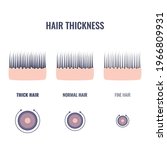 Hair Thickness Types...