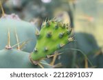 Prickly Pear Cactus Close Up...